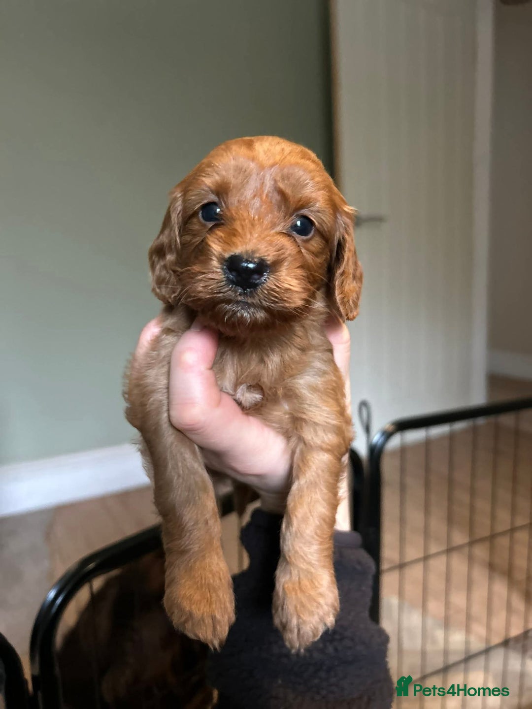 Cockapoo dogs for sale: Cockerpoo puppies  - Advert 7