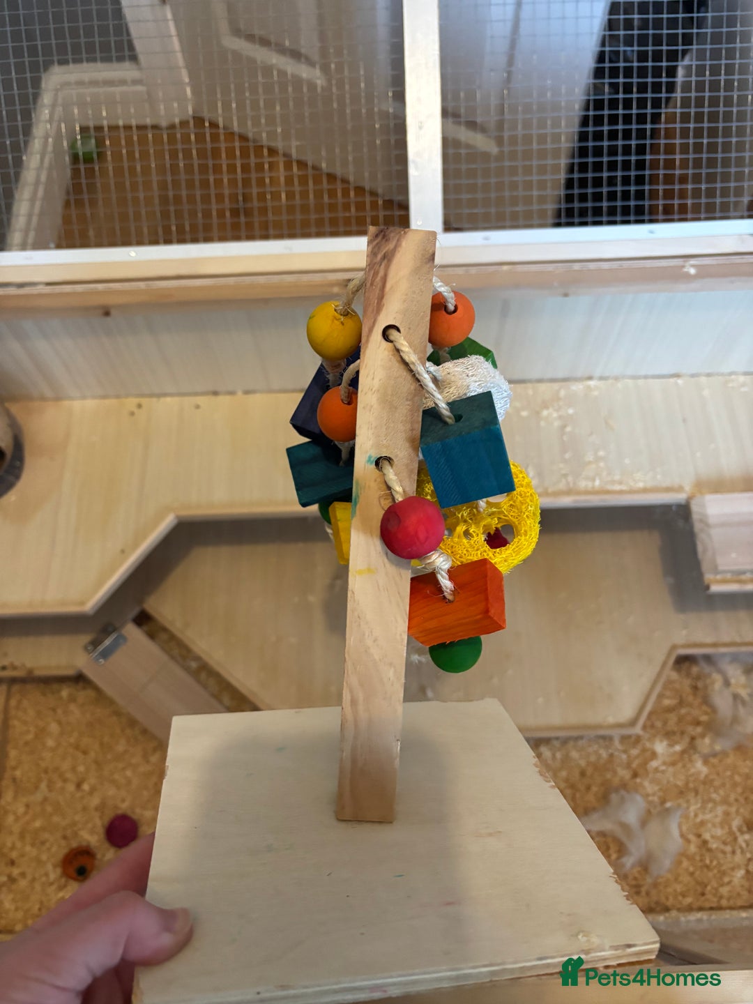 Hamster rodents for sale: Robo Hamster For Sale With Cage - Advert 10