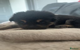 German Shepherd dogs for sale: German shepherd pups - Image 15