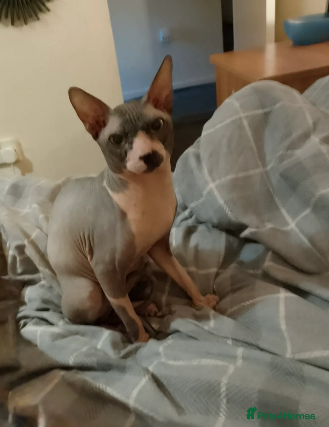 Sphynx cats for stud: Blue Canadian Sphynx for stud - Advert 1