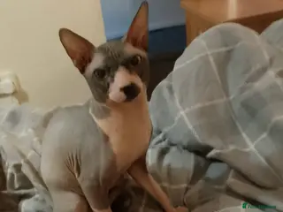 Sphynx cats Blue Canadian Sphynx for stud - Advert 14