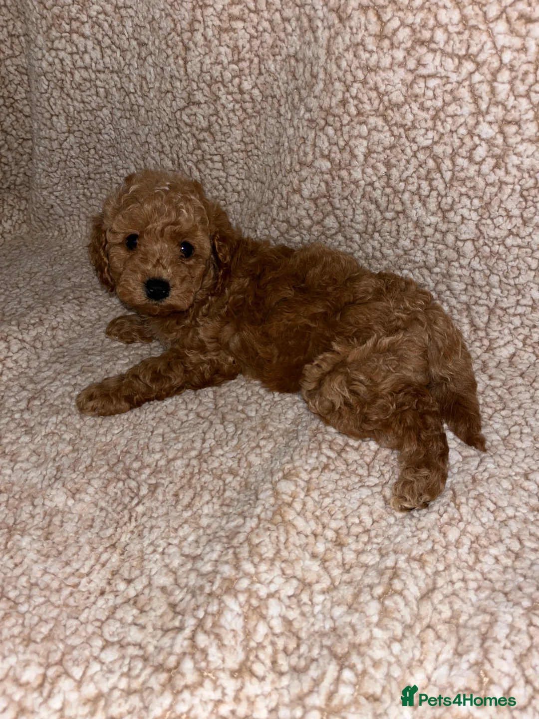 Cavapoochon dogs for sale: Beautiful cavapoochon baby’s  - Advert 2