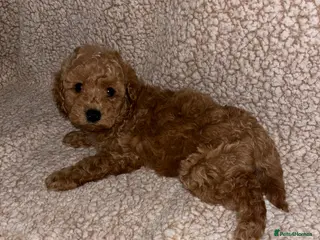 Cavapoochon dogs Beautiful cavapoochon baby’s - Advert 15