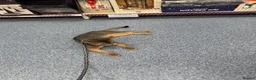 Abyssinian cats for stud: Grand Champion blue Abby. Atlantis - Advert 5