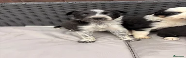 Border Collie 2
