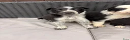 Border Collie dogs for sale: Gorgeous tri-coloured+black+white collie puppies  - Advert 12