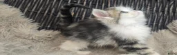 Persian cats for sale: Beautiful Persian babies available now  - Advert 13