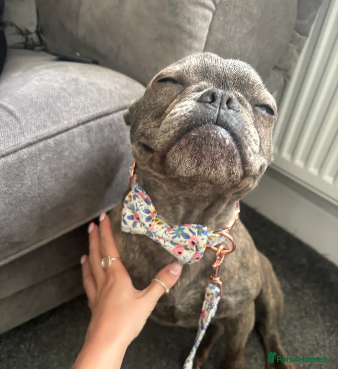 French Bulldog dogs for sale: Frenchie - Advert 2