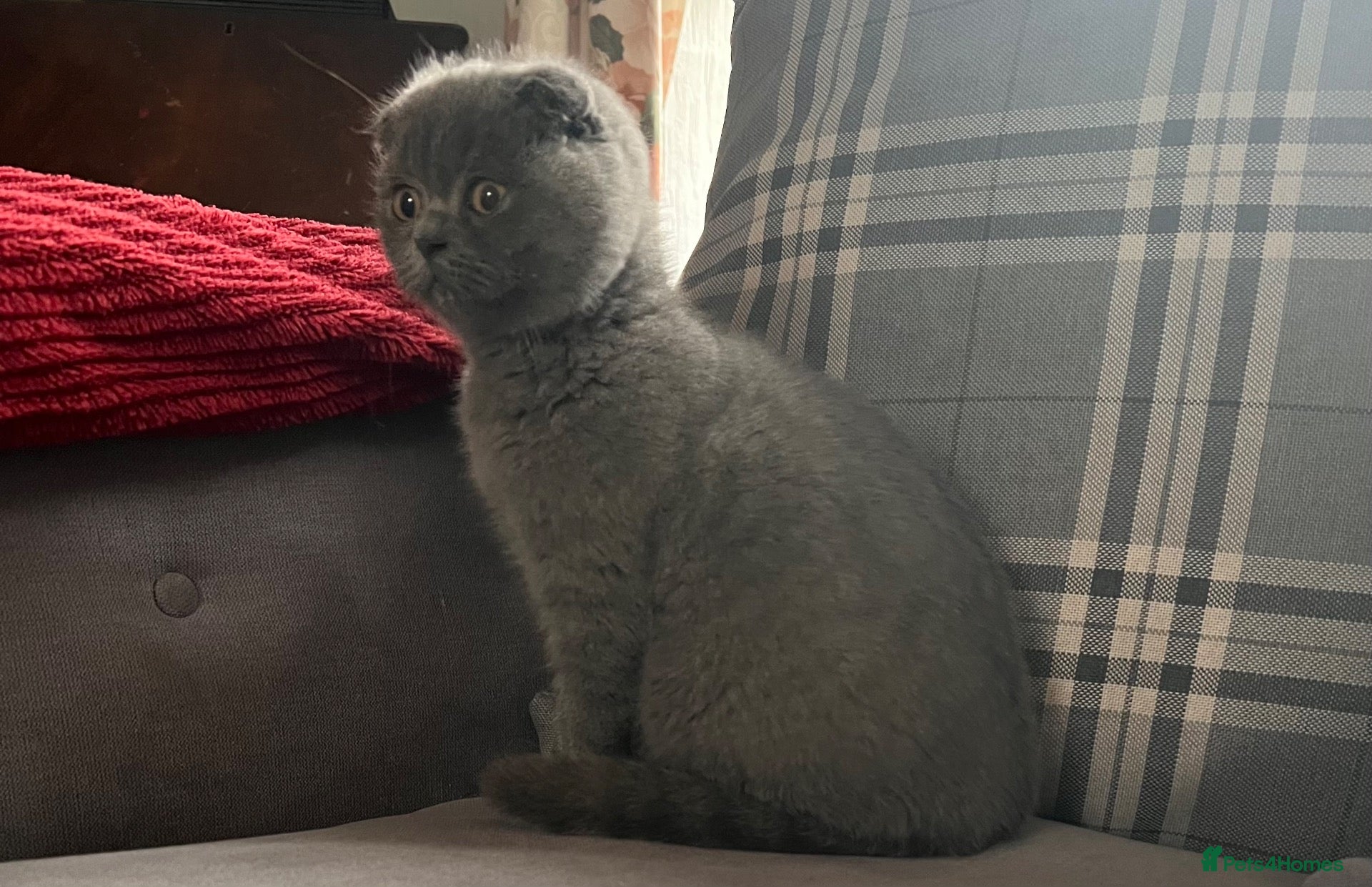 Scottish Fold cats for sale: 🐾Beautiful Scottish Fold and Straight 🐾 - Advert 21