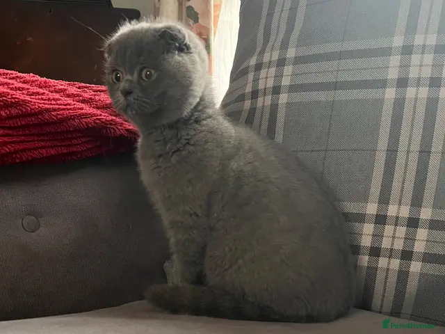 Scottish Fold cats for sale: 🐾Beautiful Scottish Fold and Straight 🐾 - Advert 21