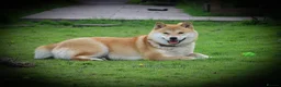 Japanese Shiba Inu dogs for sale: Three Amazing Shibas Seeking Loving Homes ❤️ - Advert 4