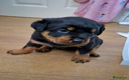 Rottweiler dogs for sale: Rottweiler puppies - Image 12