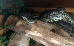 Python Snake reptiles for sale: Carpet python  - Advert 2