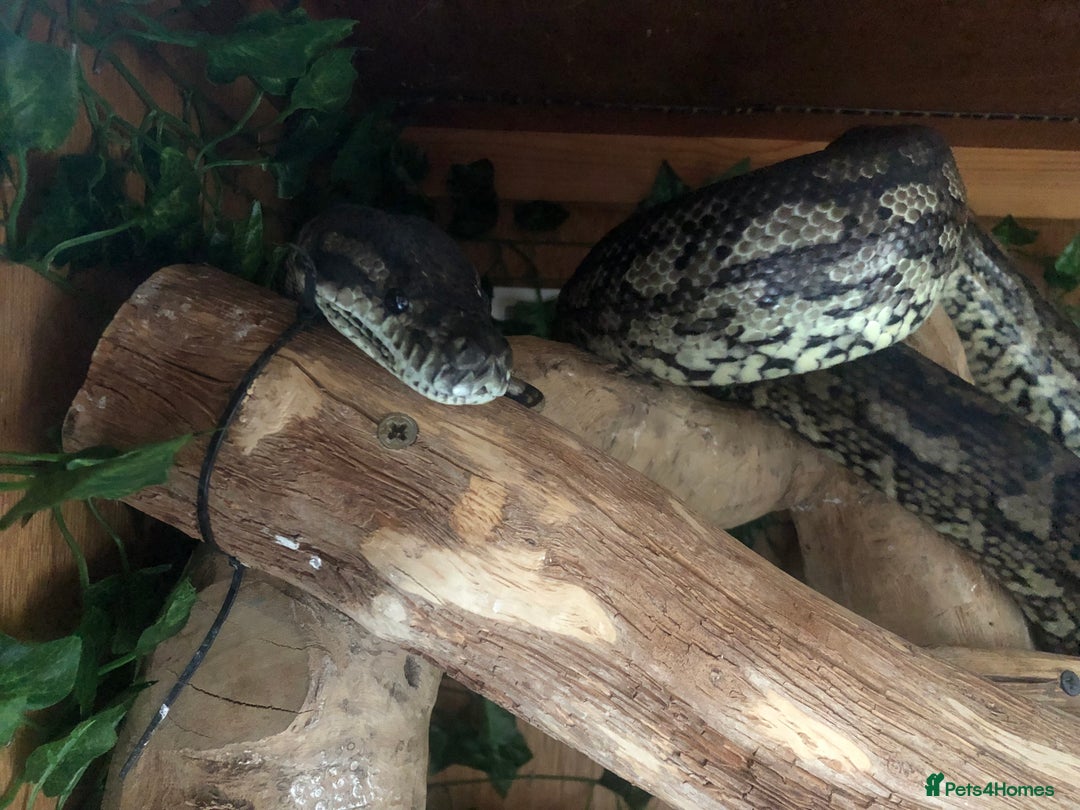 Python Snake reptiles for sale: Carpet python  - Advert 2