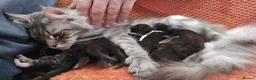 Maine Coon cats for sale: 6 Healthy Newly Born babies - Advert 15