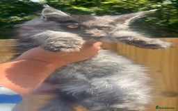 Maine Coon cats for sale: STUNNING MAINE COON SMOKE (tica activereg ) - Image 20