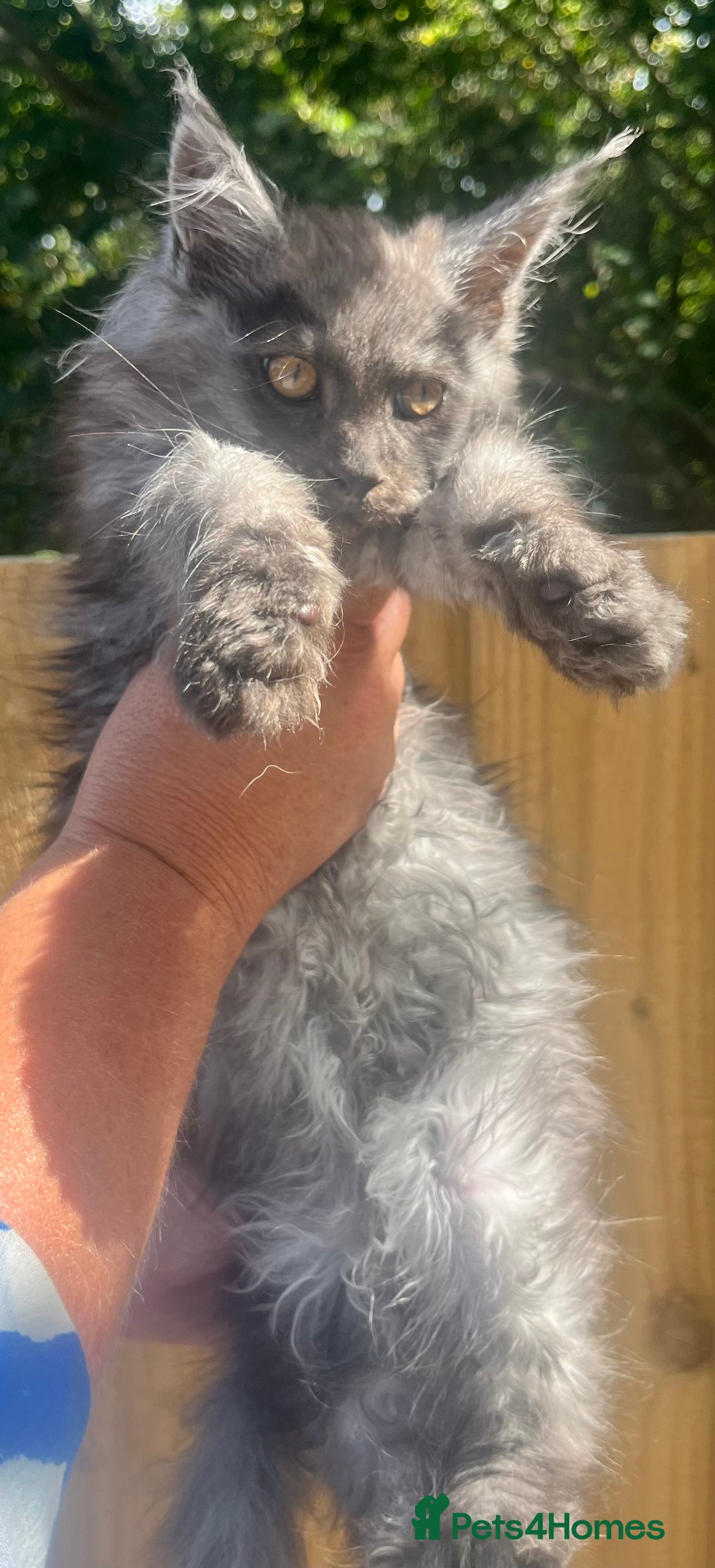 Maine Coon cats for sale: STUNNING MAINE COON SMOKE (tica activereg ) - Image 20