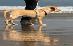 Labrador Retriever dogs for sale: nearly 7 month old labrador girl - Image 2