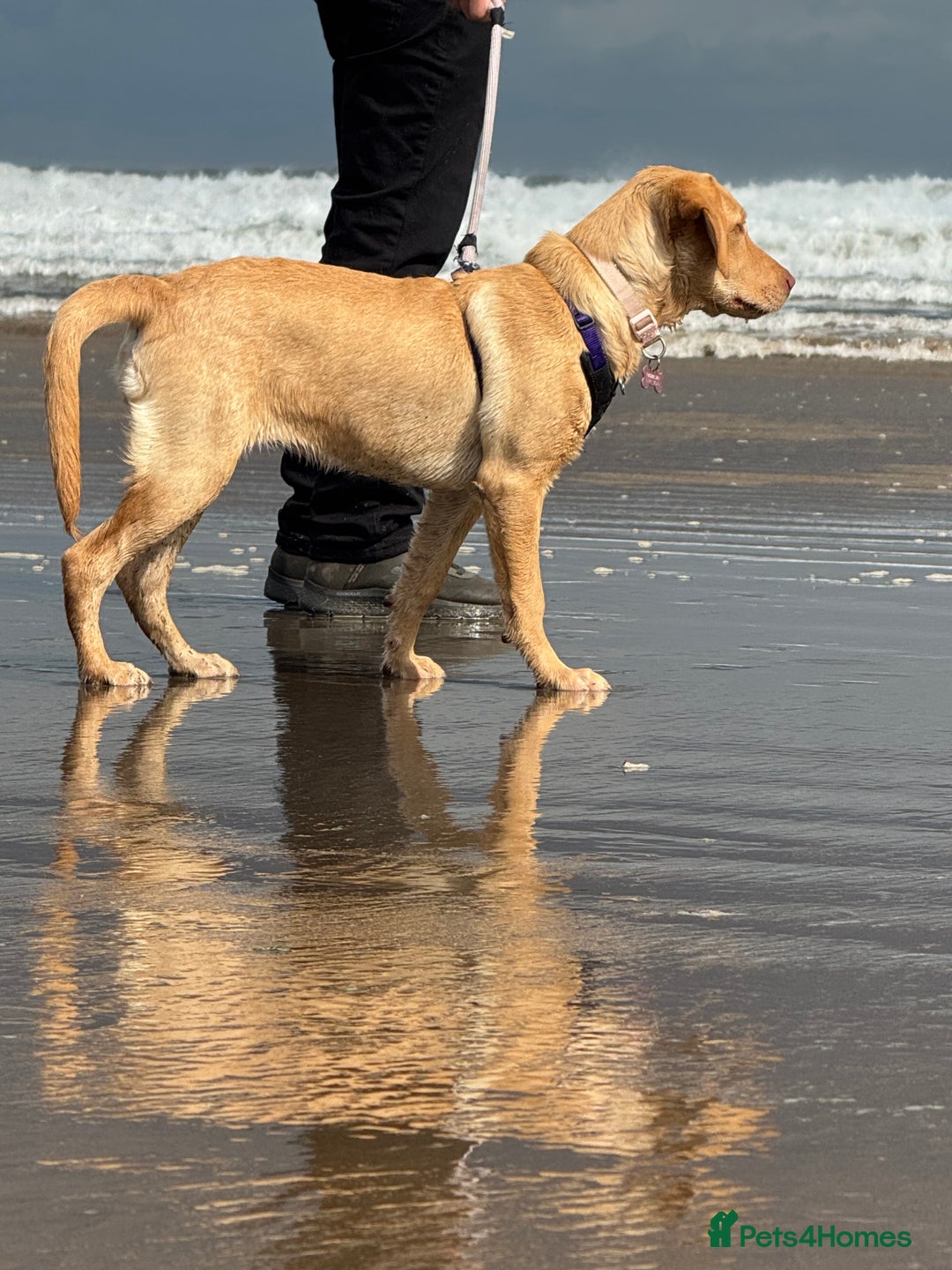Labrador Retriever dogs for sale: nearly 7 month old labrador girl - Image 2