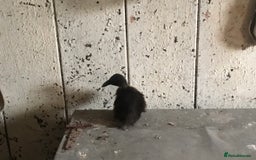 Ducks poultry for sale: Dutch Hookbill ducklings - Image 12