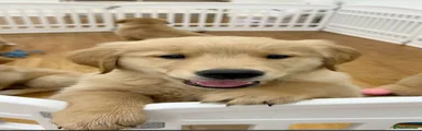 Golden Retriever Puppy 2