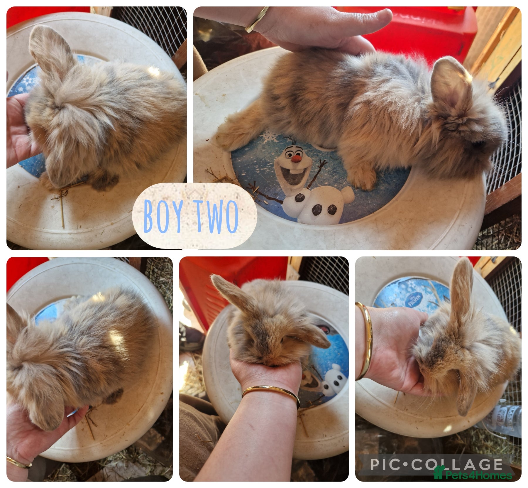Mini Lion Lop rabbits 2 beautiful boys mini lion lop ready reverse - Advert 2
