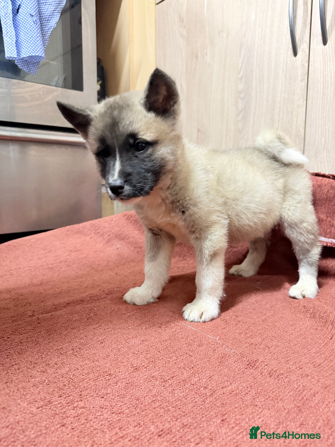 Akita dogs for sale: American Akita - Advert 27