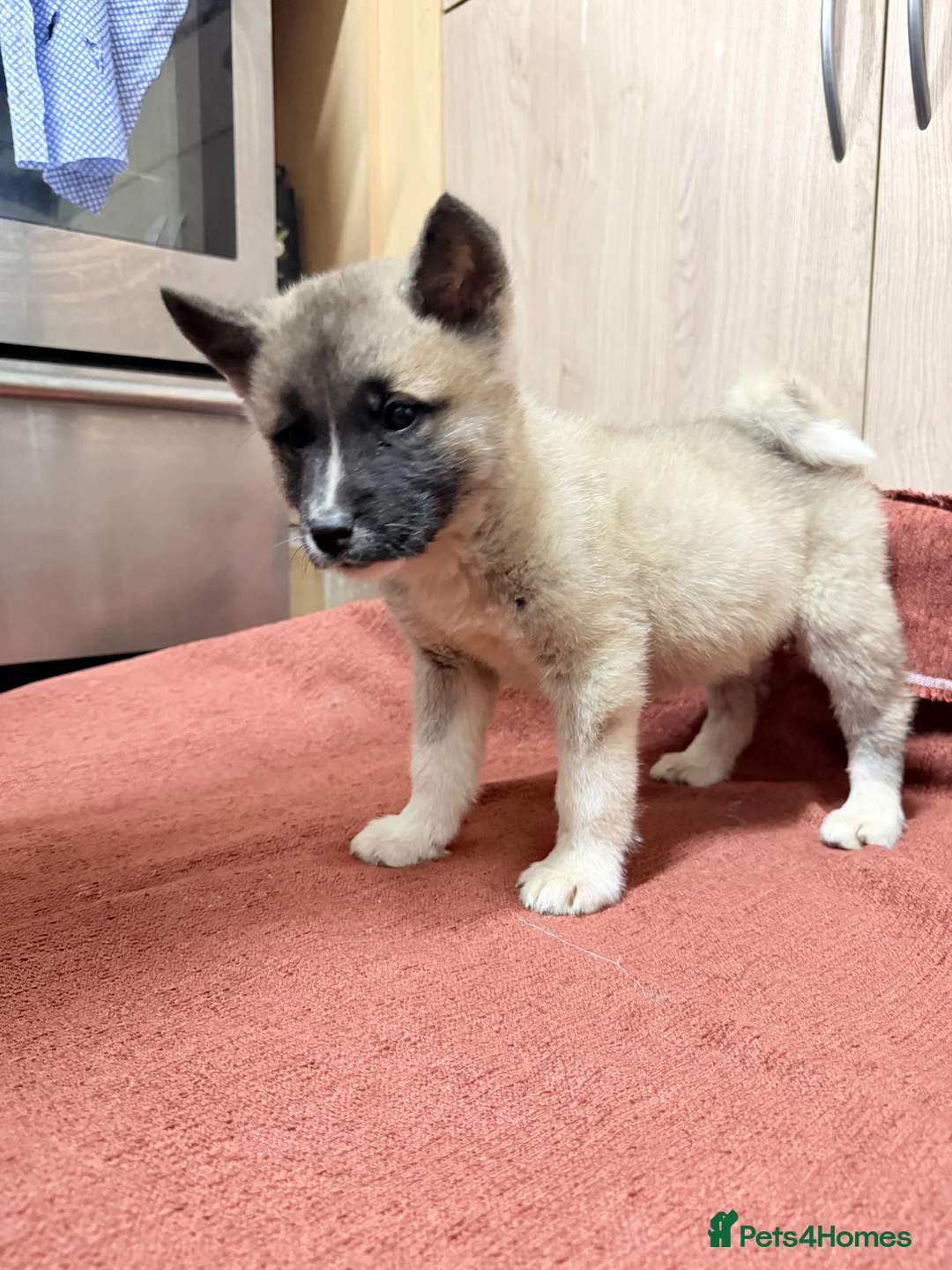 Akita dogs for sale: American Akita - Advert 27