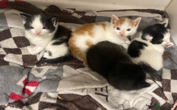 American Shorthair cats for sale: Kittens  - Image 2