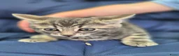 Mixed Breed cats for sale: Stunning kittens for sale  in Nottingham - Advert 4