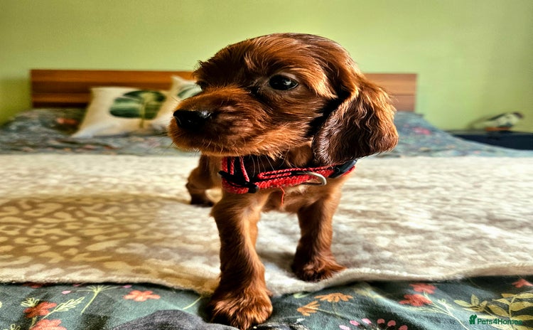 Irish Setter dogs - Advert 2