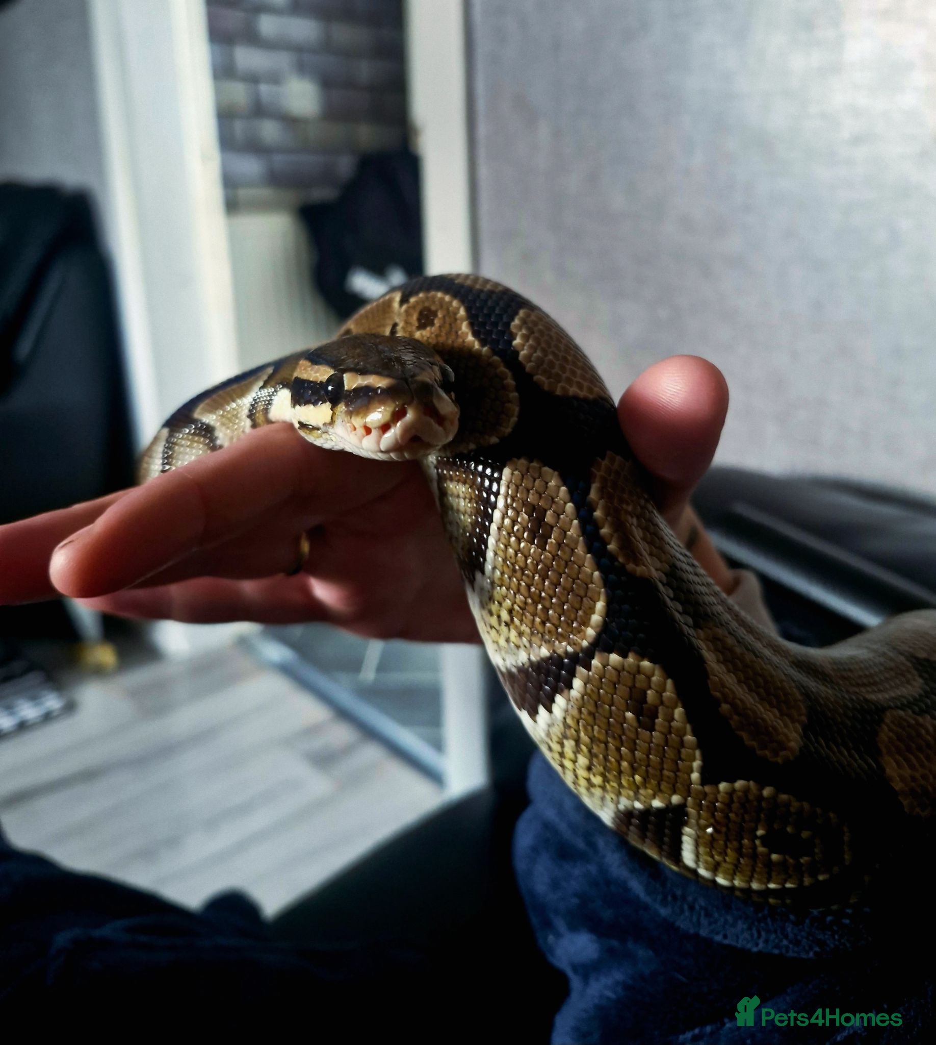 Snake reptiles Ball python  - Advert 10