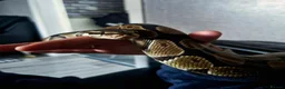 Snake reptiles for sale: Ball python  - Advert 1