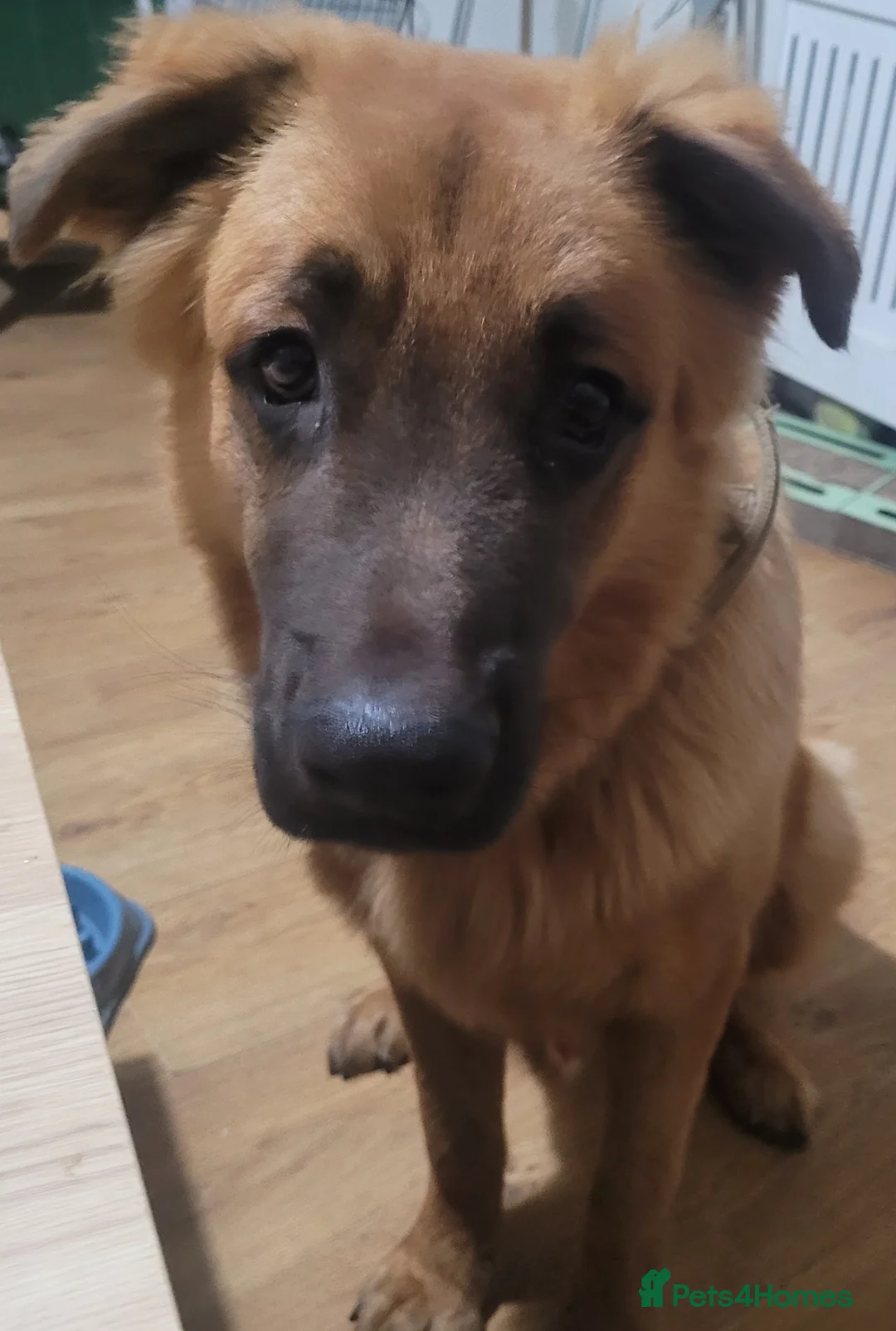 Mixed Breed dogs for sale: 9 month old German shepherd x Buddiebullmastiff  in Rotherham - Advert 1