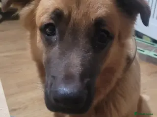 Mixed Breed dogs 9 month old German shepherd x Buddiebullmastiff - Advert 1