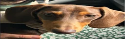 Miniature Dachshund dogs for sale: ❤️ Teddy – Chocolate & Tan Miniature Dachshund❤️ - Advert 3