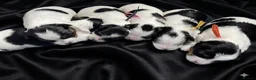 Mixed Breed dogs for sale: ❤️🐾 LITTER ANNOUNCEMENT🐾❤️ - Advert 6