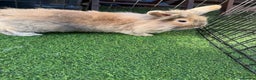 Mixed Breed rabbits for sale: Baby rabbits ready now  - Advert 23
