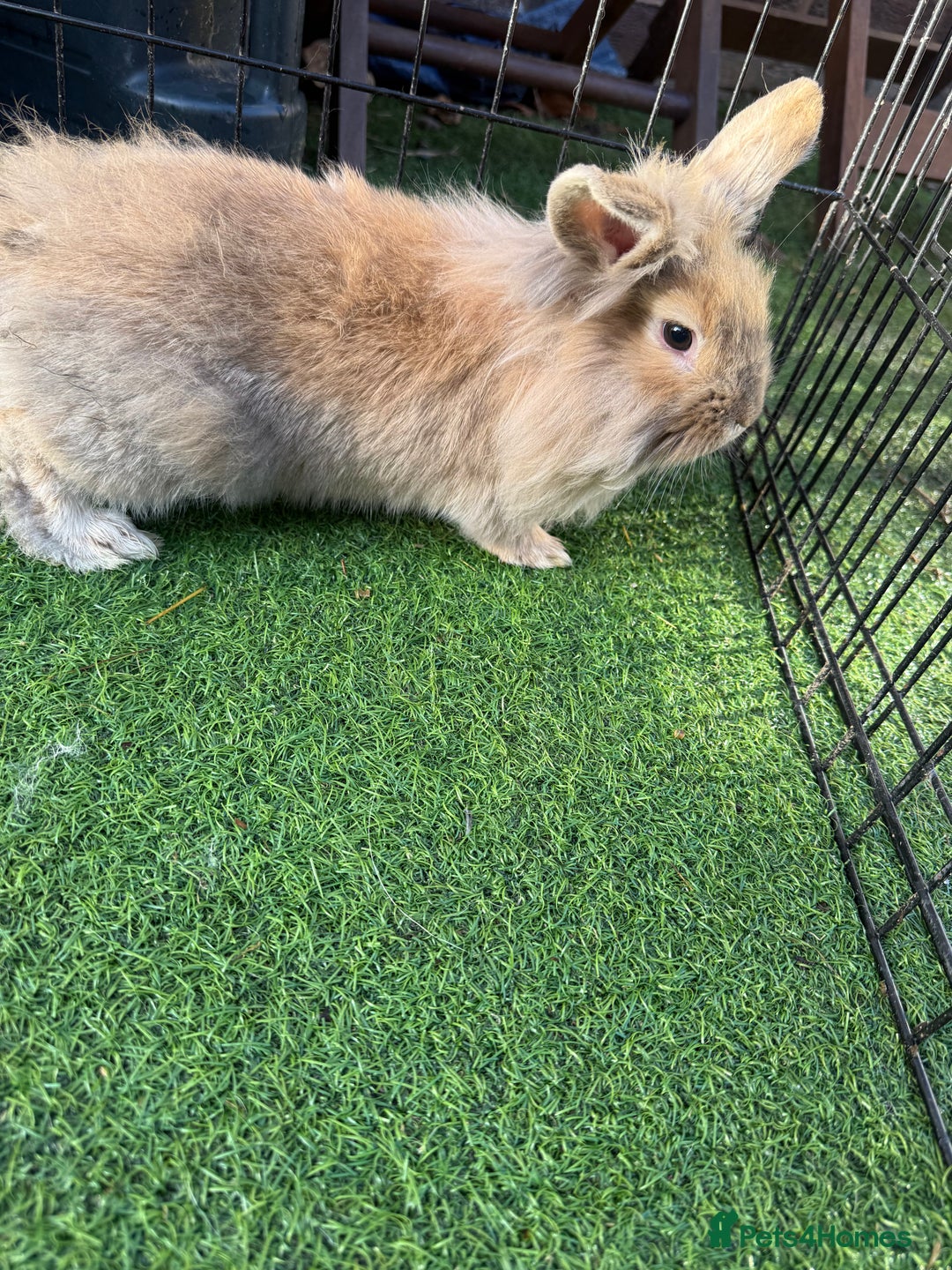 Mixed Breed rabbits for sale: Baby rabbits ready now  - Advert 23