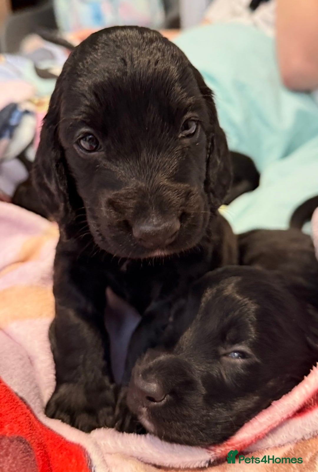 Cocker Spaniel dogs for sale: KC REG Cocker Spaniels - Image 26