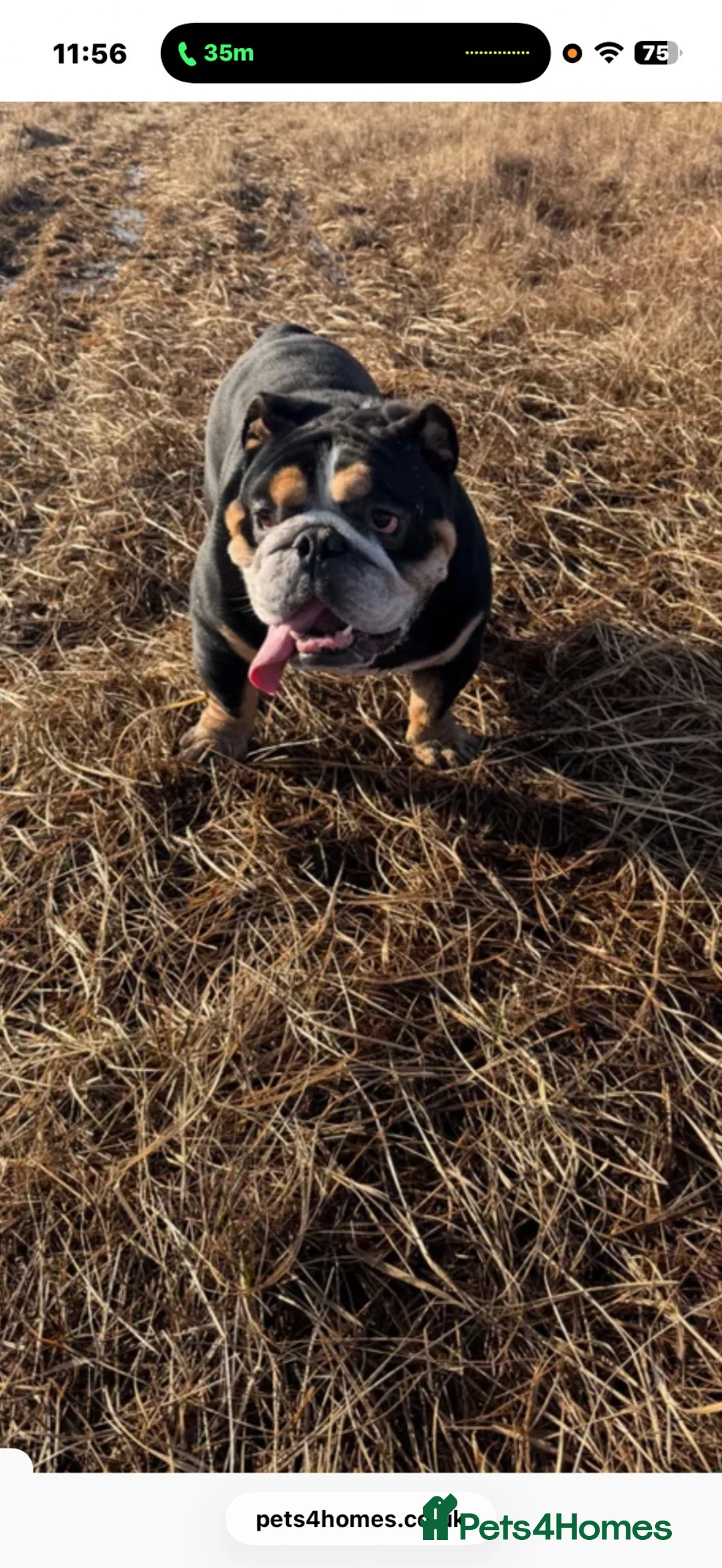 English Bulldog dogs for sale: Tri colour English bulldog  - Advert 3
