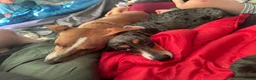 Jackshund dogs for sale: Female Jackshund puppy for sale in Nuneaton - Advert 8