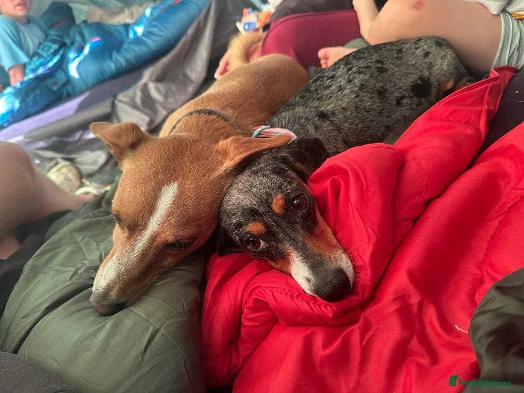 Jackshund dogs for sale: Female Jackshund puppy for sale in Nuneaton - Advert 8