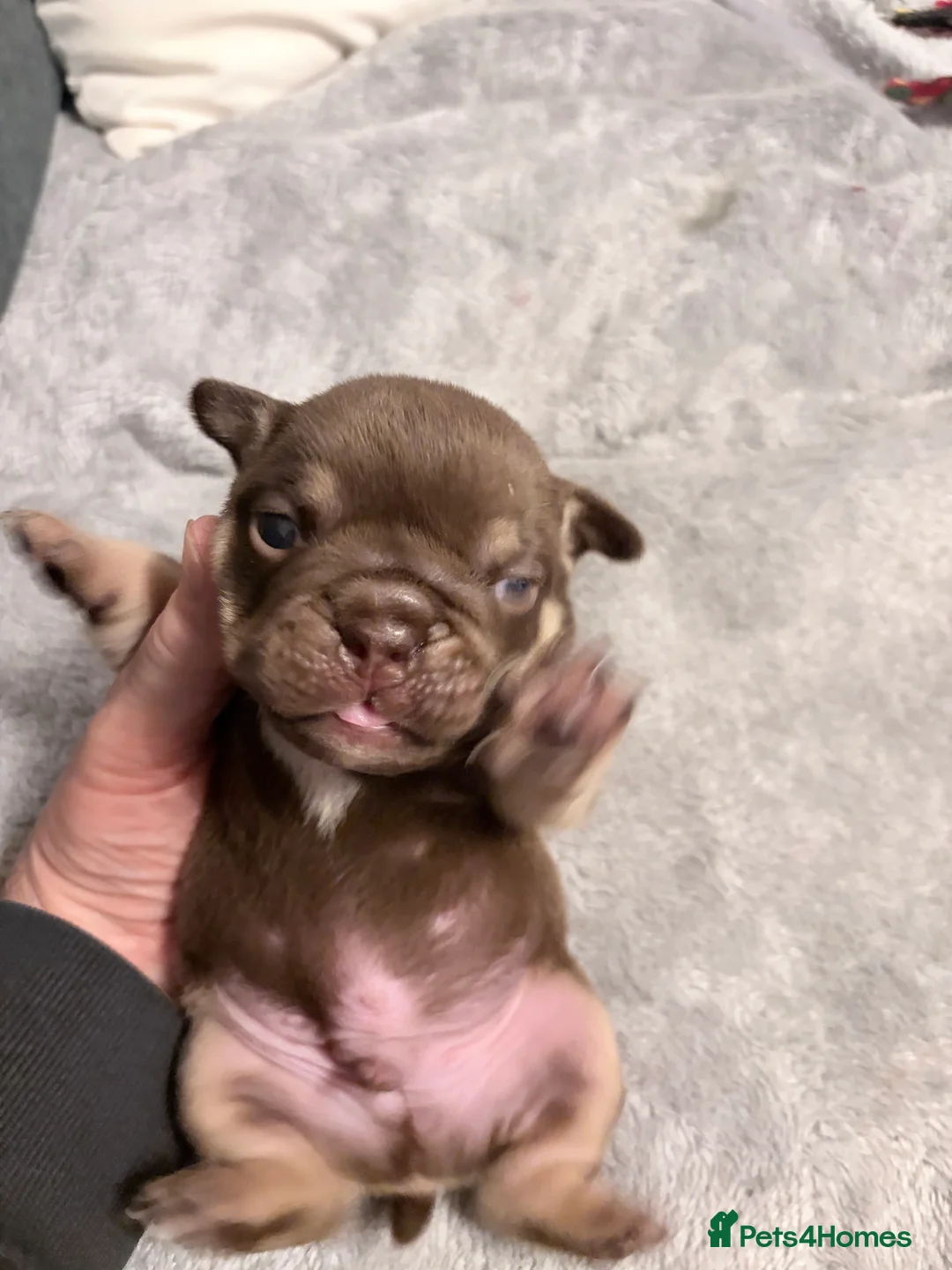 English Bulldog dogs for sale: KC English Bulldog Puppies Exceptional Quality  - Advert 29