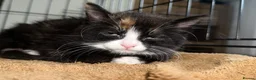 Mixed Breed cats for sale: Female kitten  in Birmingham - Advert 5