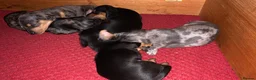 Miniature Dachshund dogs for sale: Minature smooth haired dachshunds  - Advert 4