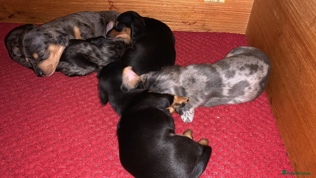 Miniature Dachshund dogs for sale: Minature smooth haired dachshunds  - Advert 4
