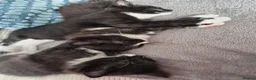 Mixed Breed cats for sale: 3 black and white tuxedo kittens, 2 male 1 female - Advert 3