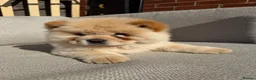 Chow Chow dogs for sale: Adorable Chow Chow in Northampton - Advert 4