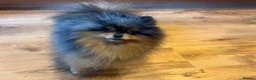 Pomeranian dogs for stud: Black & cherry tan merle stud 🖤🍒🩶 - Advert 7